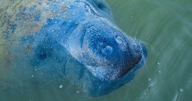 Naples, FL: Manatee, Dolphin, & 10,000 Islands Sunset Cruise - Customer Reviews
