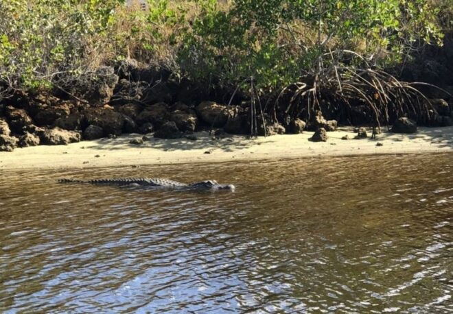 Naples, FL: Manatee, Dolphin, & 10,000 Islands Sunset Cruise - Directions and Meeting Point