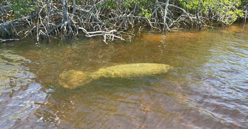 Naples, FL: Manatee Sightseeing and Wildlife Boat Tour - The Wildlife Encounters
