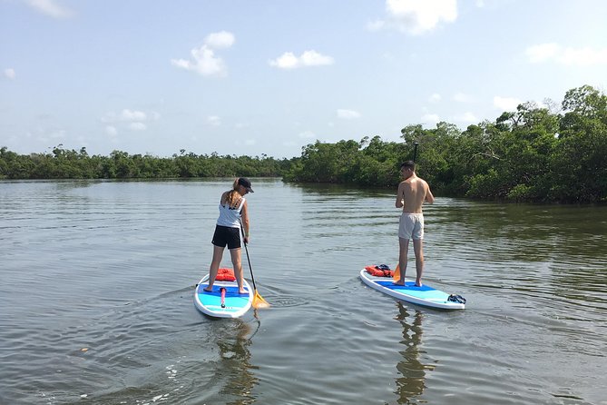 Naples Fl, Paddleboard Mangrove Forest Tour - Tour Inclusions