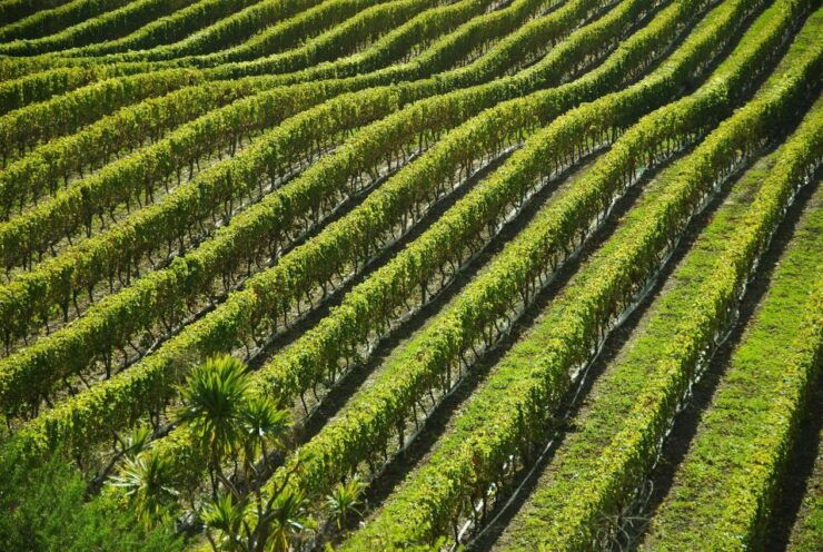 Naples: Mount Vesuvius Vineyard Tour W/ Lunch & Wine Tasting - Booking Details