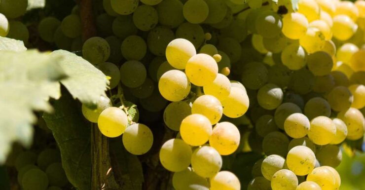 Naples: Mount Vesuvius Vineyard Tour W/ Lunch & Wine Tasting - Experience Overview