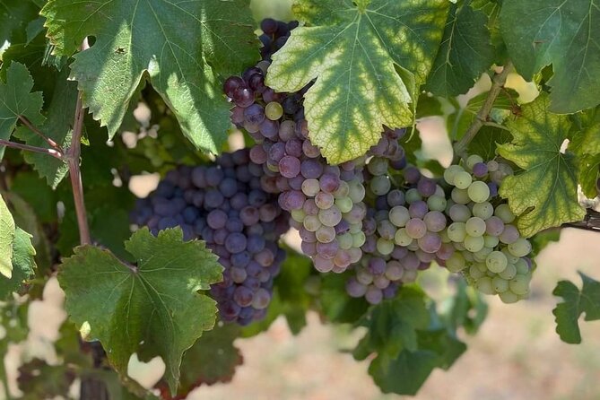 Naples: Pompeii & Wine Tasting Private Day Tour - Good To Know