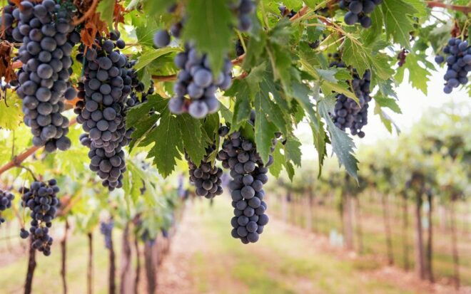 Naples to the Mount Vesuvius and Return - What to Bring