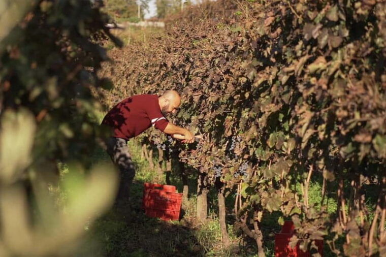 Naples Tuk Tuk Experience: Panoramas and Vineyards. - Who Is This Tour Best Suited For?