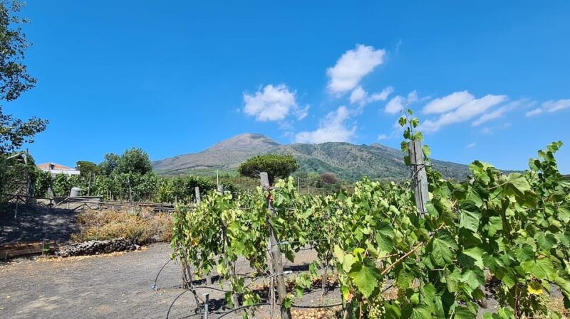 Naples: Vesuvius and Wine Tasting Experience - Practical Details and Considerations