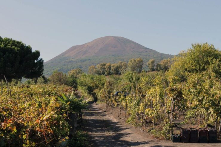 Naples: Vesuvius, Pompeii, and Vineyards Tour - Inclusions and Booking Information