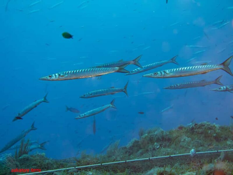 Napoli: Dive or Discover Scuba Diving in the Park of Baia - FAQ