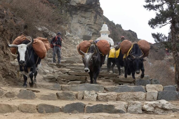 Nar Phu Valley Trek 9 Night 10 Days - Key Points