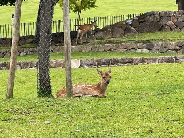 Nara: 1 Day Local Guide– Big Buddha, Deer, Shrine, Old Town - How to Book Your Tour