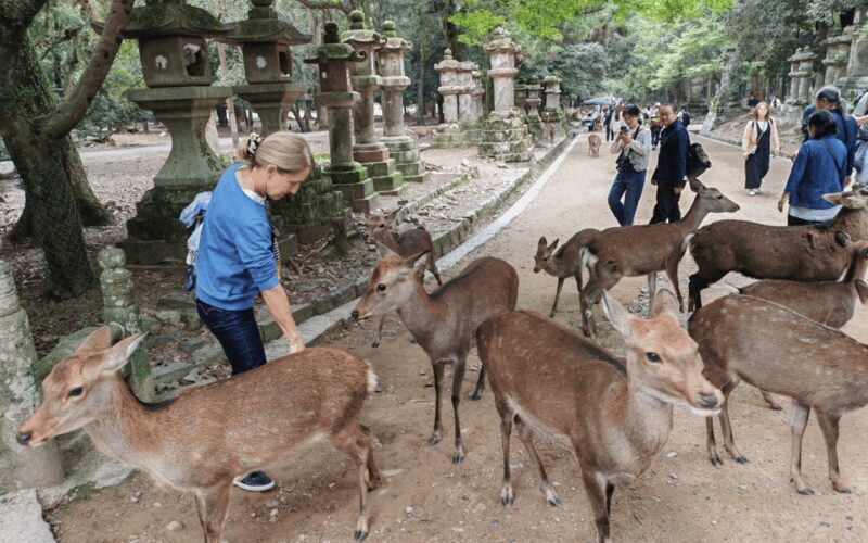 Nara: 3-Hour Guided Tour with Deer, Great Buddha & Shrines - Authentic Experiences & Insider Tips