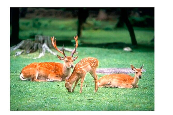 Nara Afternoon Tour from Kyoto - Practical Details and What to Expect