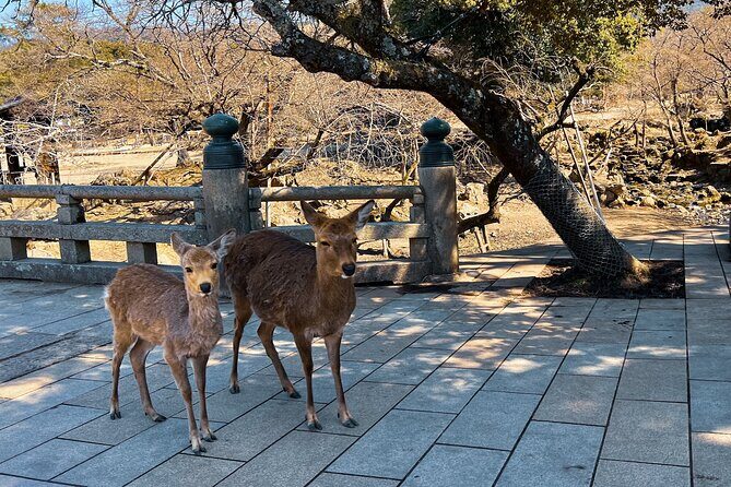 Nara and Fushimi Inari, the sacred heart of Japan - Practical Details to Keep in Mind