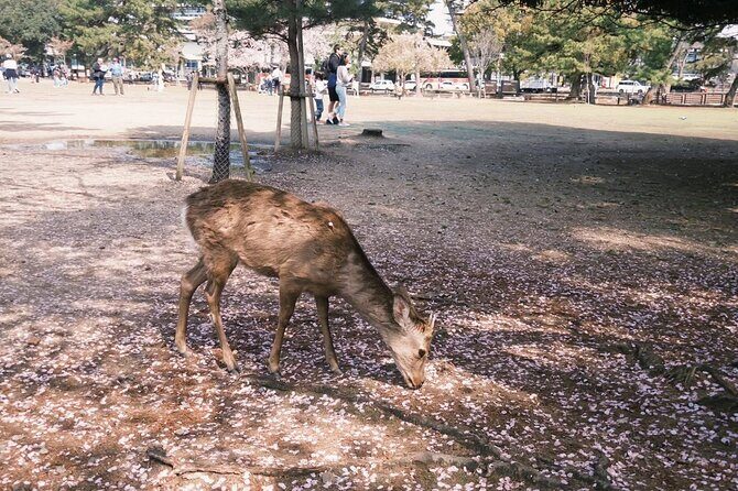 Nara and kyoto adventures private vehicle tour - The Itinerary in Detail