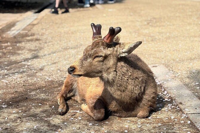 Nara and kyoto adventures private vehicle tour - Introducing the Nara and Kyoto Adventures Private Vehicle Tour