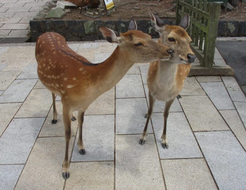 NARA: Budda gigante, Cervi liberi nel parco (Guida italiana) - A Detailed Look at the Tour Experience