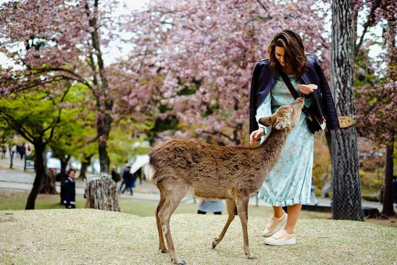 Nara Charter Car Customizable 1-Day Trip (from Kyoto) - What matters most on this Nara day