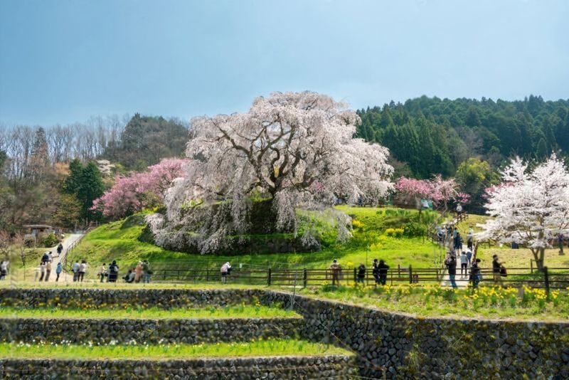 Nara Charter Car Customizable 1-Day Trip (from Kyoto) - A private car gives you control of the day