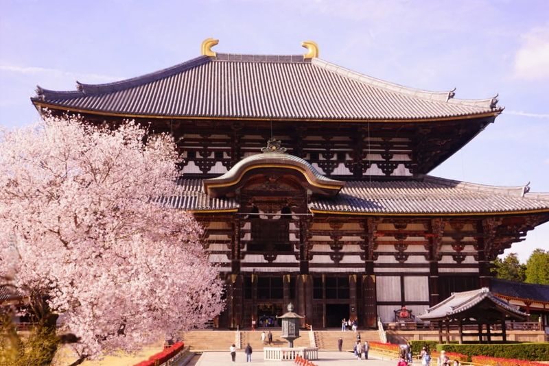 Nara Charter Car Customizable 1-Day Trip (from Kyoto) - Should you book this Nara trip?