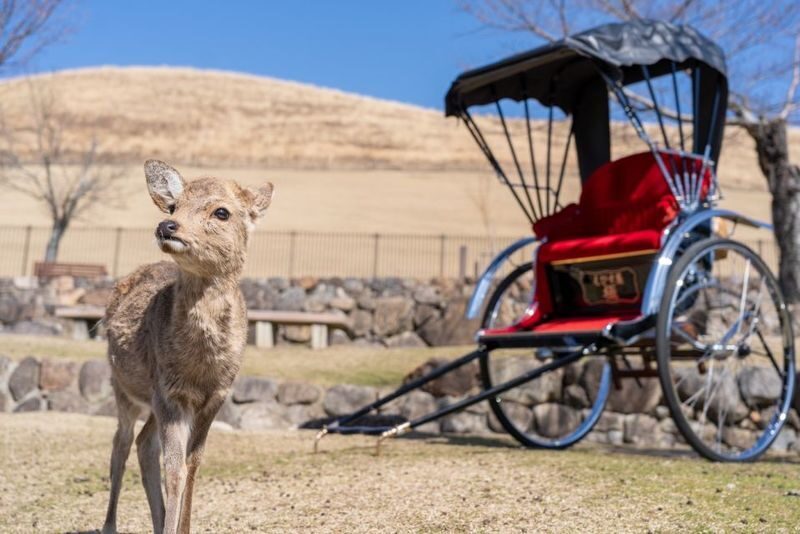 Nara City, Private Cultural Heritage Rickshaw Tour - Mt. Wakakusa and the deer in 70 minutes