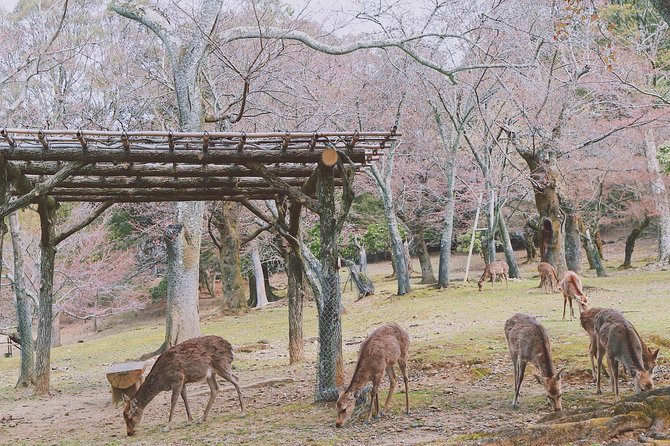 Nara Custom Full Day Tour - Additional Information
