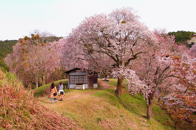 Nara Day Trip From Kyoto With a Local: Private & Personalized - The Sum Up