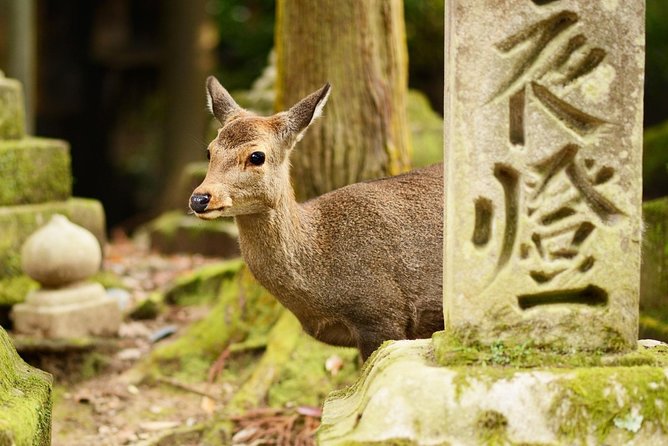 Nara Day Trip From Osaka With a Local: Private & Personalized - Cancellation Policy