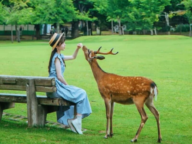 Nara: Deer Park & UNESCO Sites Day Trip with Hotel Pickup - Who Would Love This Tour?