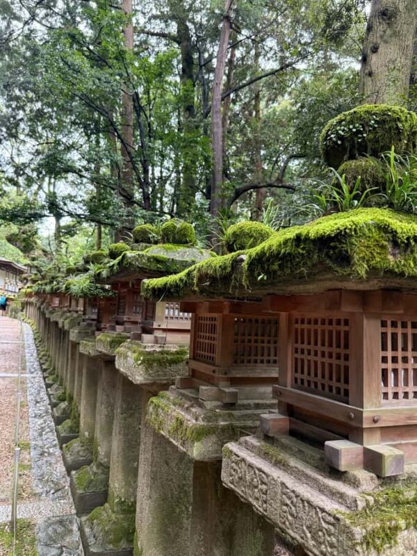 Nara: Deer, Temples, and Hidden Lanes Tour - Good To Know
