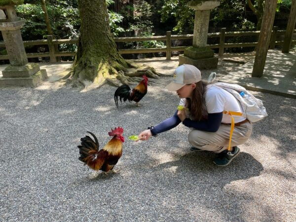 Nara: Discover Countryside– Landscape and Mysterious History - Local Wildlife and Scenery