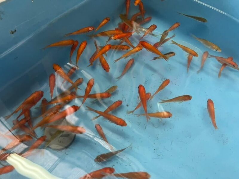 Nara: Discover Koriyamas Goldfish Charm - 2-Hour - Final Thoughts: Is It Worth It?