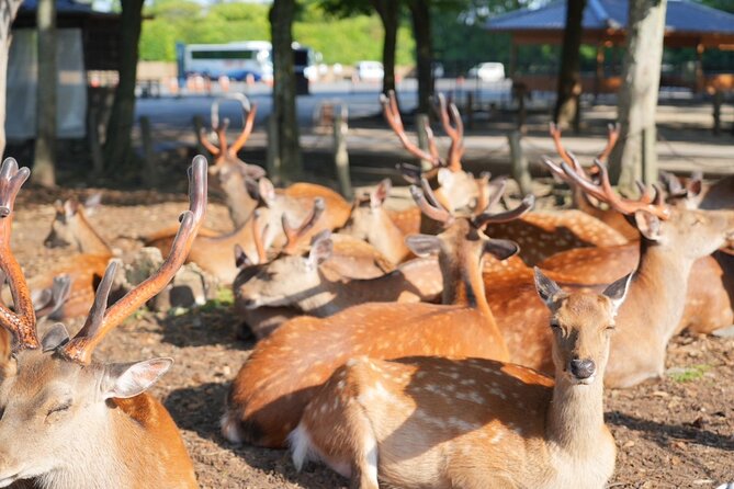 Nara Early Bird Tour (Kyoto Departure Option Available) - Interaction With Deer in Nara Park