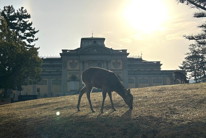 Nara Early Bird Tour (Kyoto Departure Option Available) - Insightful Commentary From Knowledgeable Guides
