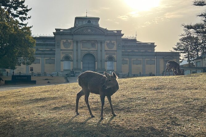 Nara Early Bird Tour (Kyoto Departure Option Available) - Immersion in Local Culture and History