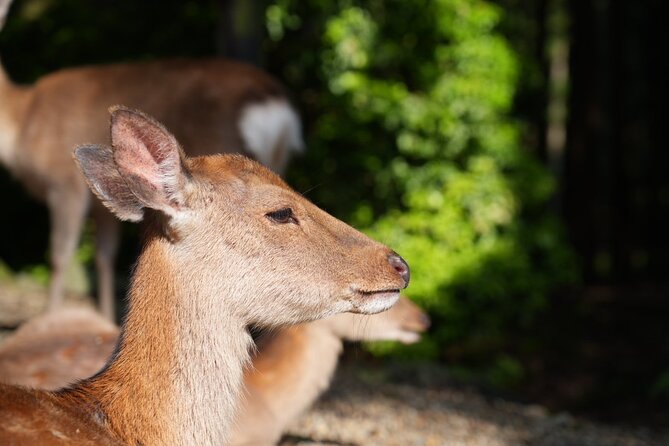 Nara Early Bird Tour (Kyoto Departure Option Available) - Additional Information and Booking