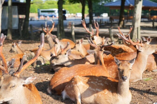 Nara Early Morning Tour (Osaka Departure Option) - Exploring Nara Before the Crowds: A Guided Morning Tour From Osaka