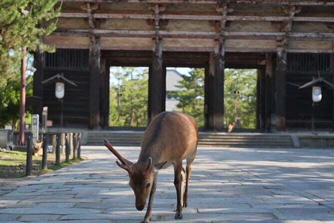 Nara Early Morning Tour (Osaka Departure Option) - The Practicalities and Value