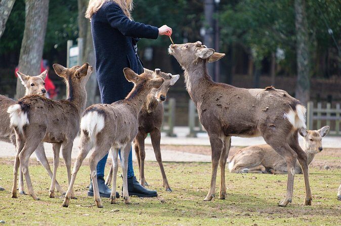 Nara: Enjoy Highlight Of Nara in 3 hours - Final Thoughts