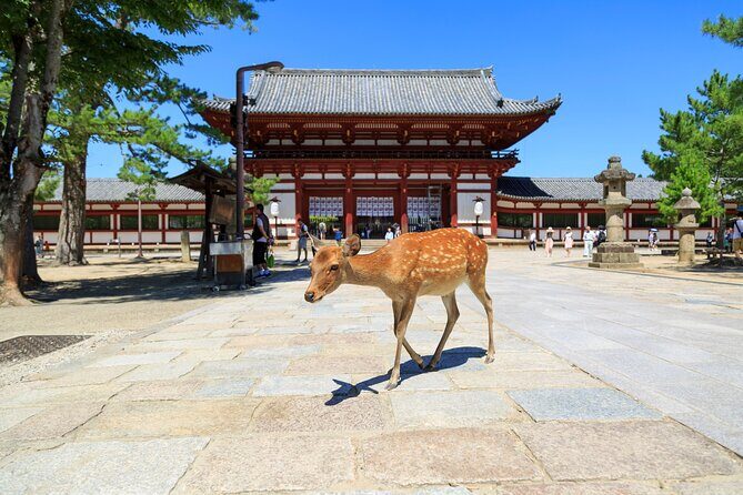 Nara: Enjoy Highlight Of Nara in 3 hours - Good To Know