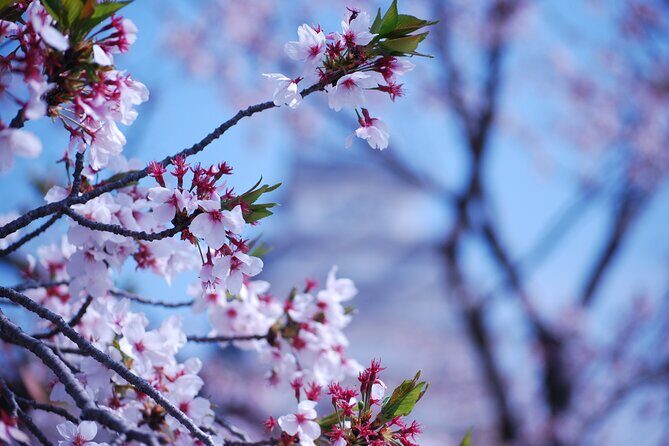 Nara: Enjoy Highlight Of Nara in 3 hours - The Sum Up