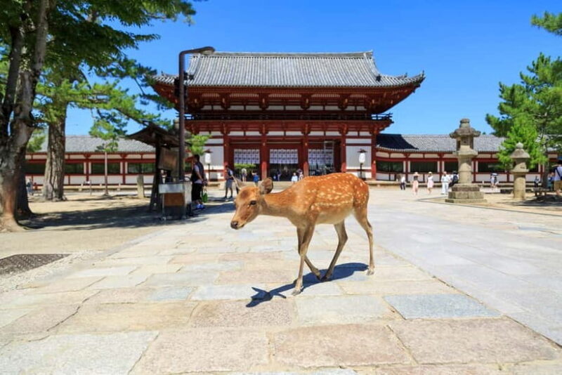 Nara: Enjoy the Highlights of Nara in 3 Hours - Who Will Love This Tour?
