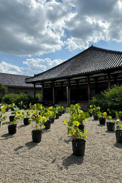 Nara: Explore Gangoji Temple and Naramachi in 90 Minutes - Reservation Process