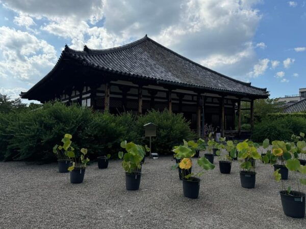 Nara: Explore Gangoji Temple and Naramachi in 90 Minutes - Frequently Asked Questions