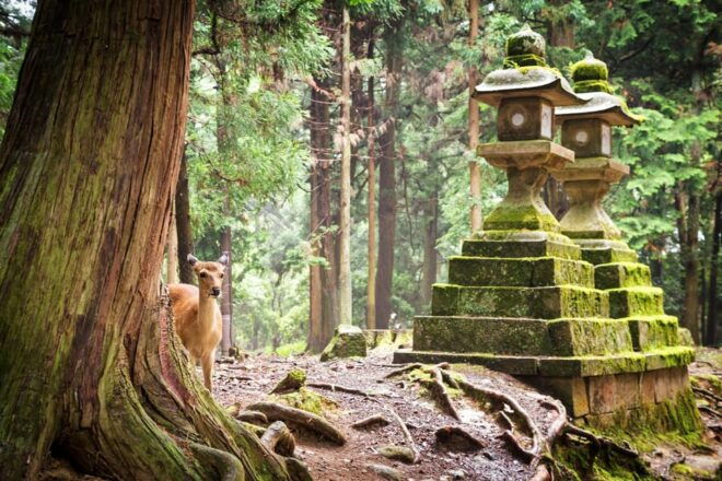 Nara: Explore Kasuga Taisha Shrine in Just 90 Minutes. - Natural Surroundings