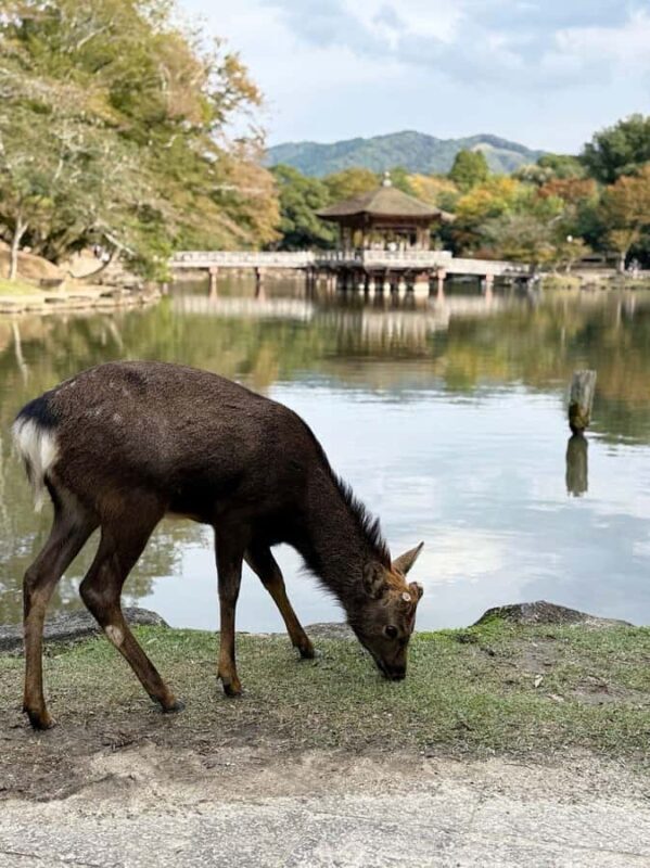 Nara Gardens and Temples Private Guided Tour with Transport - Who Will Love This Tour?