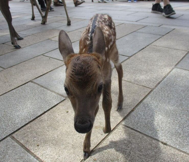 Nara: Giant Buddha, Free Deer in the Park (Italian Guide) - Highlights