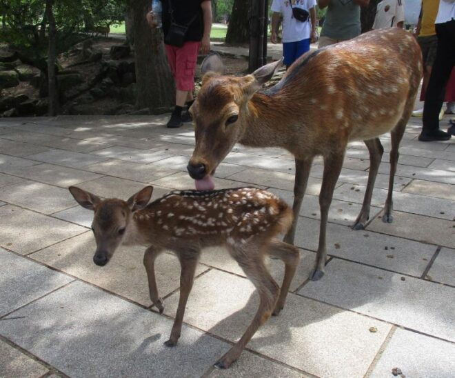 Nara: Giant Buddha, Free Deer in the Park (Italian Guide) - Full Description
