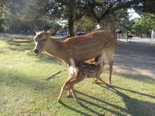Nara: Giant Buddha, Free Deer in the Park (Italian Guide) - The Sum Up