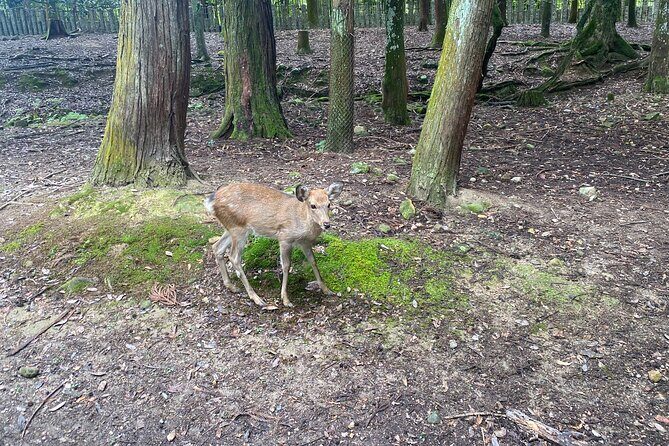 Nara Guided Tour by Private Car from Kyoto - FAQs