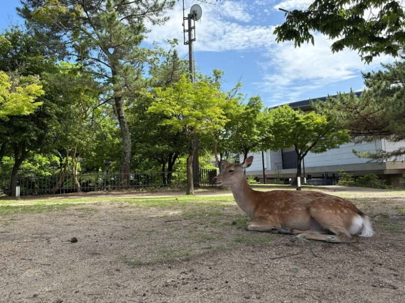 Nara: Guided Tour with Furoshiki Experience and Lunch - Savoring Kamameshi and Local Cuisine
